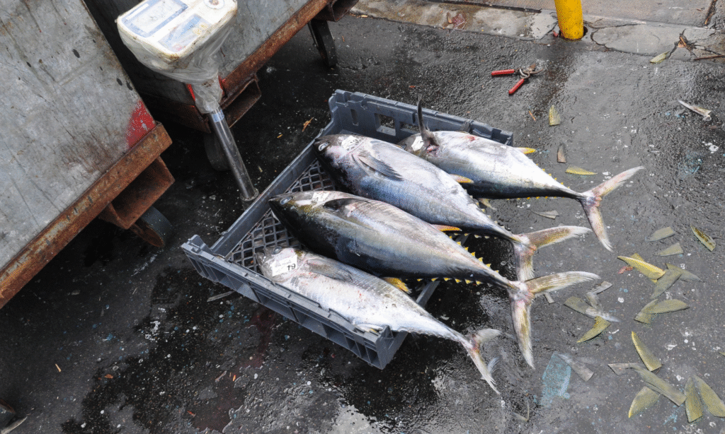 Yellowfin Tuna